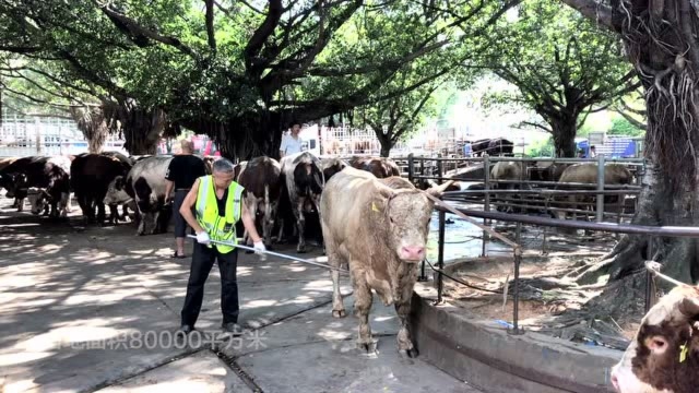 牛经纪是个技术活 帮人判断“菜牛”肉肥瘦