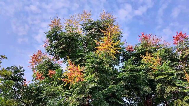 湖南衡阳:栾树开花一城秋,美不胜收