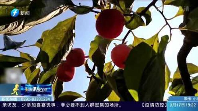 连城:富硒地瓜喜获丰收 农户线上线下销售忙 又是一年丰收季