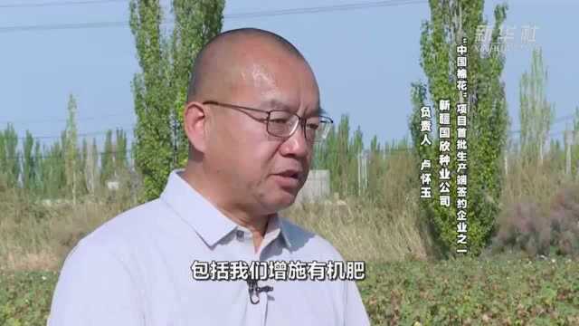 首批按“中国标准”生产的棉花进入审核认证环节