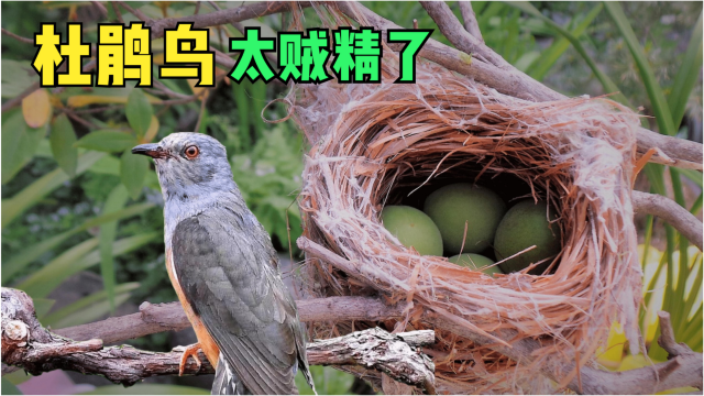 杜鹃鸟在别的鸟巢中下蛋,宿主鸟妈妈哭笑不得,这是我的娃吗?