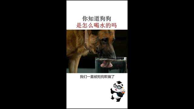 科普:你真的了解狗狗吗,来看看它是怎么喝水的