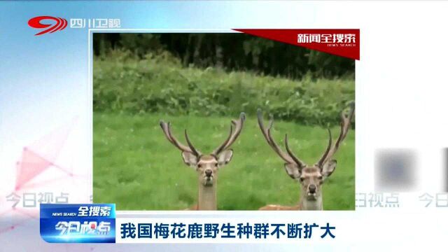 赞!我国梅花鹿野生种群不断扩大,它们奔跑的样子太可爱!