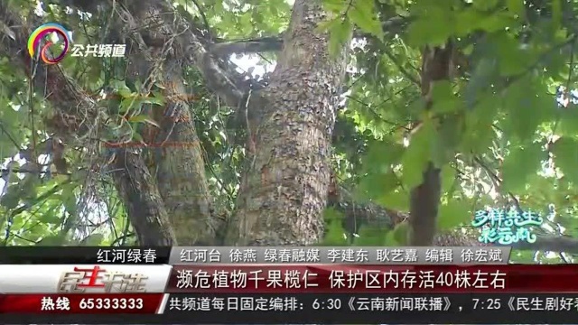 濒危植物千果榄仁,保护区内存活40株左右