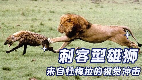解气！鬣狗抢夺狮群猎物，暴躁雄狮归来，两天连斩两任鬣狗女王（中）