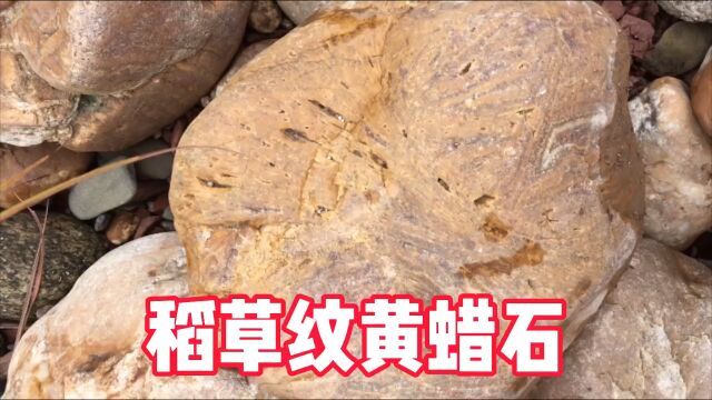 小伙河滩捡石,发现稻草纹,这下满意了