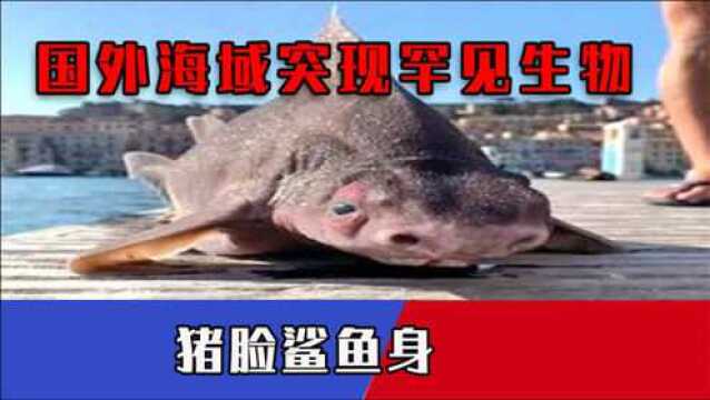 国外海域现罕见“神秘生物”:长着猪脸鲨鱼身,出水时还会学猪叫