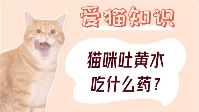 猫咪吐黄水吃什么药?