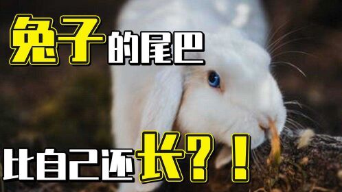 可爱小兔兔的尾巴竟然这么长?原来一直深藏不露  而且还大有用处