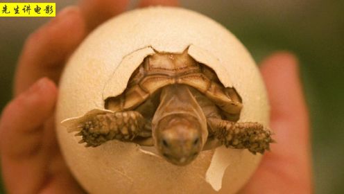 小男孩捡到一颗蛋，没想到竟然孵出一只神龟，战斗力堪比哥斯拉