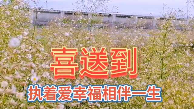 美丽的野草花自然风光,没有想到野草花也是一道美丽的风景线!