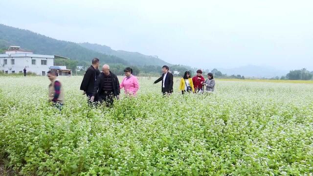 龙田村荞麦花盛开 吸引众多游客前来观赏