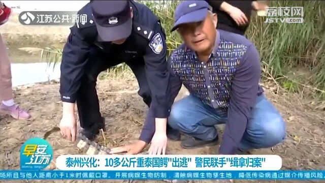 泰州兴化:10多公斤重泰国鳄“出逃” 警民联手“缉拿归案”