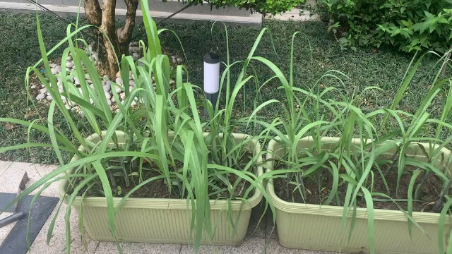 甘蔗好吃又甜,用了这个神器在家里也可以种,挑战露台种植新高度