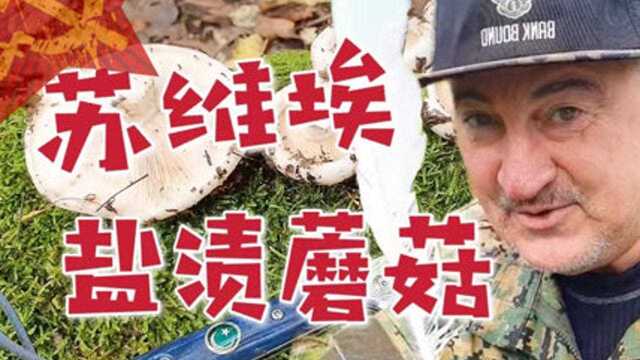 剿灭满满一桶!苏联老兵“作战式”采蘑菇为冬天储备下酒菜,网友直呼硬核