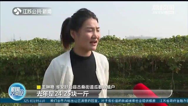 徐州:亩产增收二百斤 板栗“种植+旅游” 栗农丰收笑开花