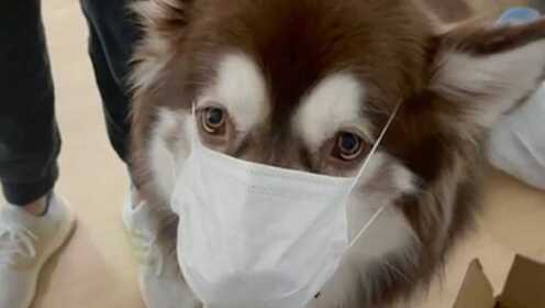 小狗戴口罩陪同主人做核酸成小区网红，医护人员直呼好乖好乖！