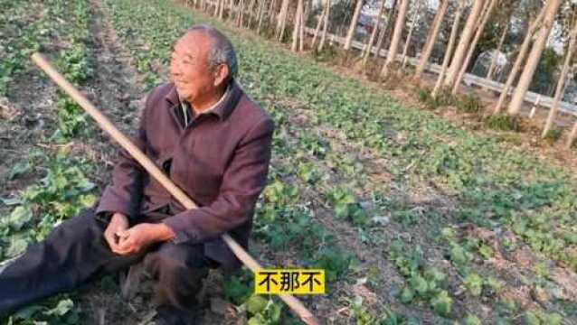 河南农村老人坐板凳干活,到底啥原因?来了解一下吧