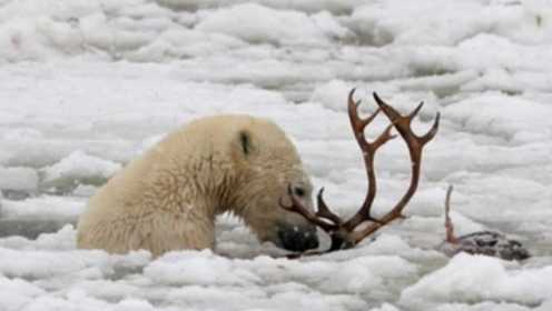 北极熊偷袭正在吃草的驯鹿，摄像机拍下这一幕！