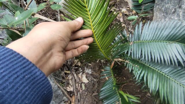 不愧是国家一级保护植物,广西石山苏铁,太漂亮了