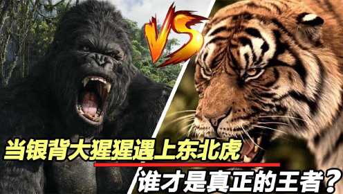 纪录片：当东北虎遇上大猩猩，究竟谁才是猛兽之王？