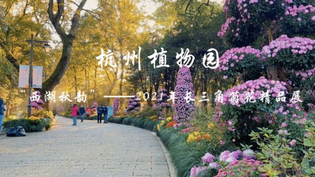 杭州植物园的菊花展现场,热闹非凡