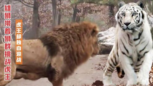 纪录片：雄狮带狮群挑战白虎王，虎王却独自迎战，太震撼了！