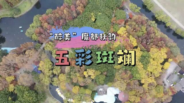 视觉盛宴!“醉美”秋韵 “魔都”五彩斑斓