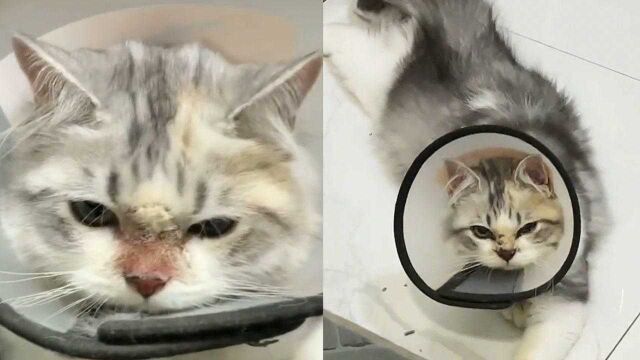 小猫鼻头出现猫癣,医生诊断为脸上长脚气,感染原因令人哭笑不得