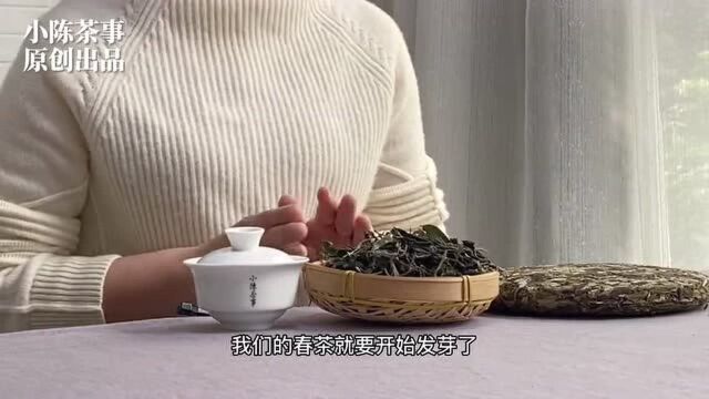 满三年的白茶散茶和饼茶,如何选择?听村姑陈说完背后奥秘,懂了