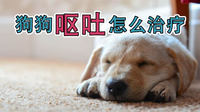 狗狗呕吐怎么治疗