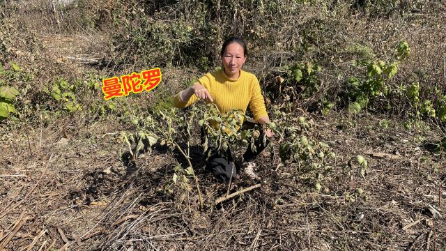 被称为蒙汗药的曼陀罗,在农村是很常见的植物,却很多人不认识它