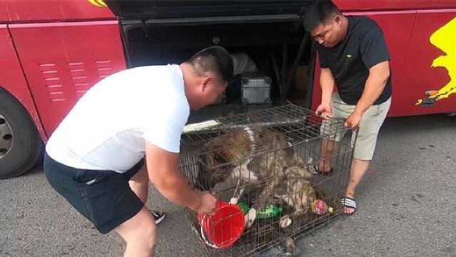 大家一直盼的中亚牧羊犬它来了,这家伙真的好大,站起来比我还高