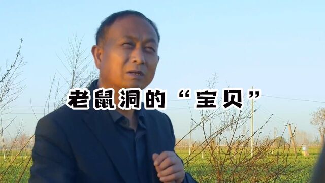 这种老鼠洞里的“宝贝”,你们想要吗?