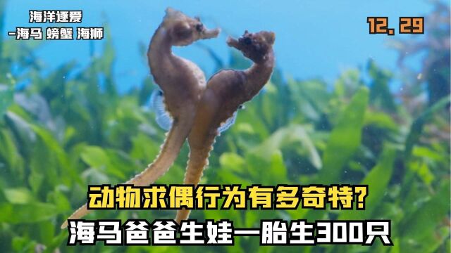 动物求偶行为有多奇特?海马爸爸一胎生300只,海狮救妻遍体鳞伤