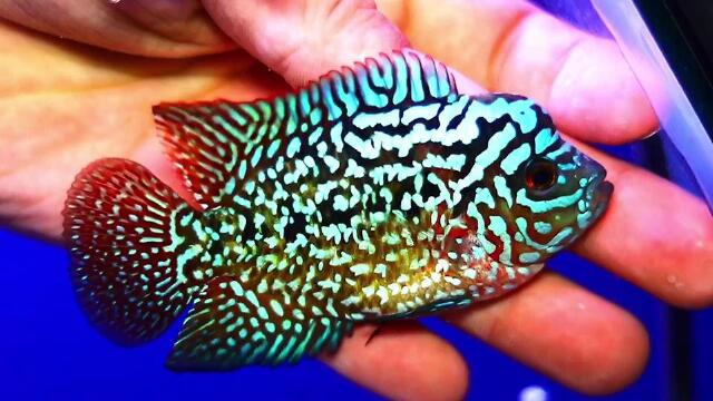 泰国金花罗汉鱼