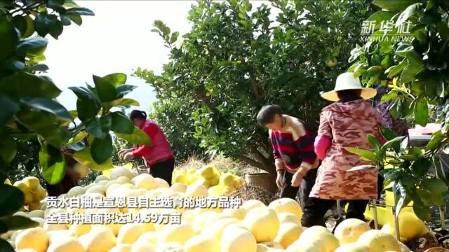 湖北宣恩:14万余亩贡水白柚喜获丰收