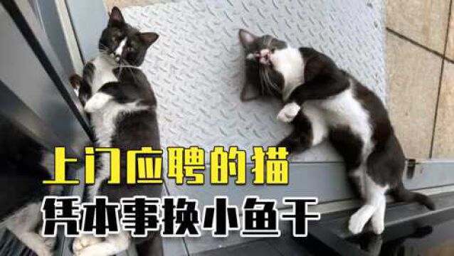 主动上门应聘的流浪猫,身兼数职变身“打工猫”,凭本事换取小鱼干