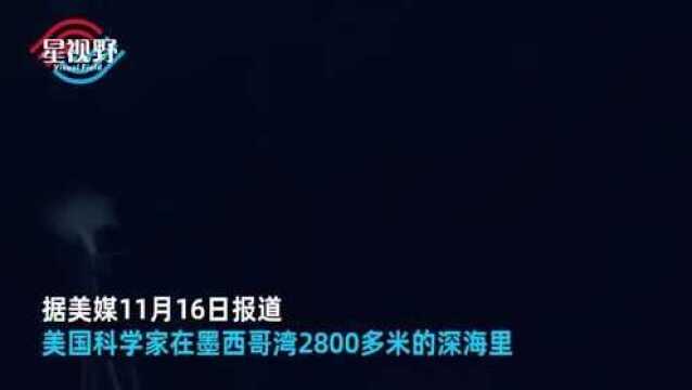 科学家在深海拍到巨型鱿鱼,最大可长到6米多,网友:口感如何