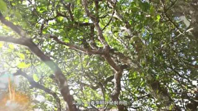 新沏的临沧“十大名茶” 您品过几个?