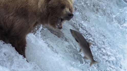 棕熊捕鱼的珍贵镜头，大量鲑鱼洄游而上，等待它们的却是熊群