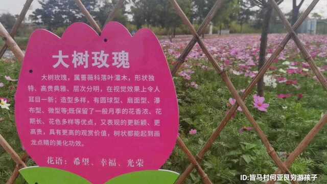 东莞荷花产业园七彩花田,花园好大,花种很多,喜欢花的人去对了