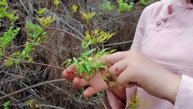 藤茶又叫莓茶,被土家人奉为“神茶”,这样做出来的茶又白又香!