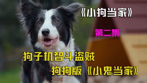 狗狗版的《小鬼当家》全程笑到尾#好片征集令