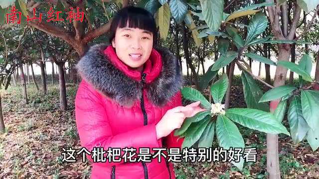 枇杷花真好看,它的叶子、花、果实都是宝,看视频了解更多知识