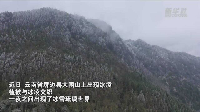 千城胜景|云南屏边:大围山现美丽冰凌 犹如“神话仙境”