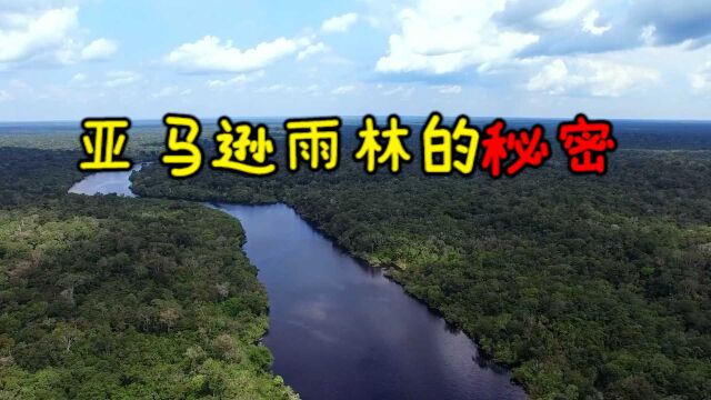 亚马逊雨林也分有等级?最高生态层遮天蔽日,下方植被生机勃勃