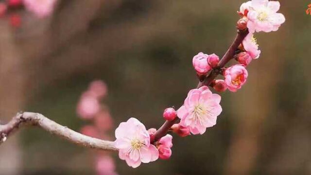 果然视频|济南大明湖景区红梅盛开,姹紫嫣红春满园