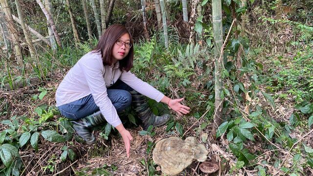 河边摘野菠菜,发现枯木上长出了“树舌”,拍给大家看看