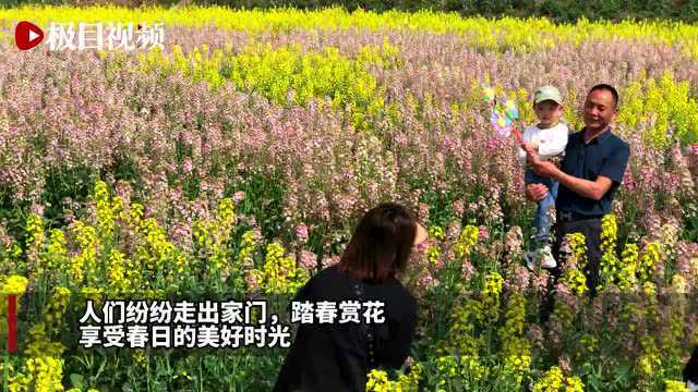 湖北沙洋:万顷油菜花,助力乡村美